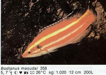 Bodianus masudai